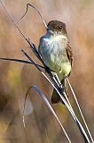 Eastern Phoebe_40665